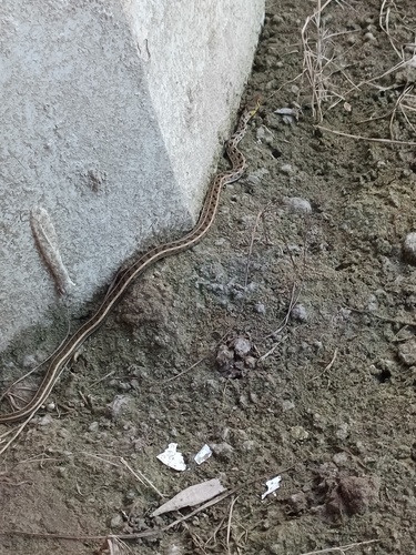 Buff Striped Keelback