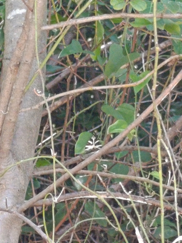 Jersey Tiger