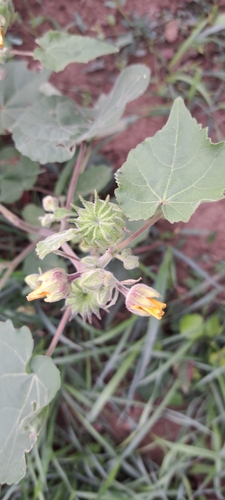 velvetleaf