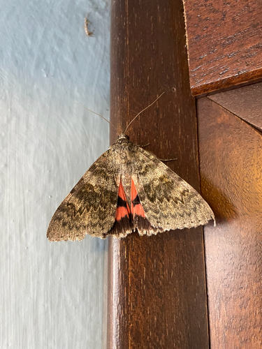 French Red Underwing