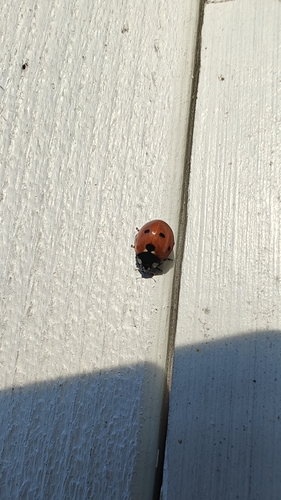 Seven-spotted Lady Beetle