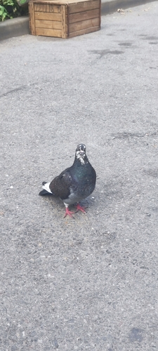 Feral Pigeon