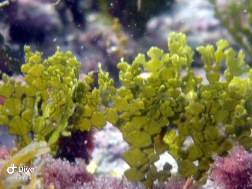 Three finger leaf alga