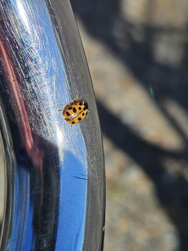 Thirteen-spotted Lady Beetle