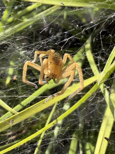 Olios argelasius