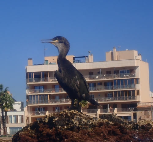European Shag