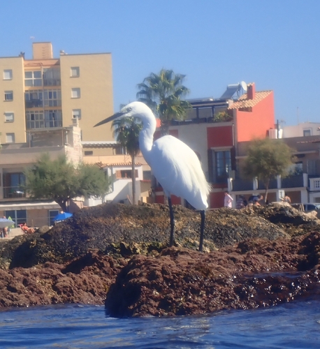 Little Egret