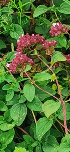 Oregano