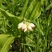 Eulophia diffusiflora - Photo (c) Sundara Pandiyan, todos los derechos reservados, subido por Sundara Pandiyan