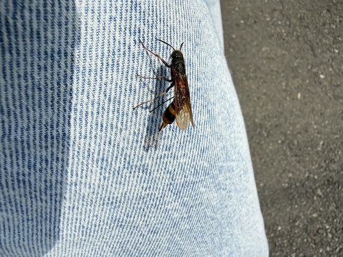 Dark-horned Trembling Woodwasp