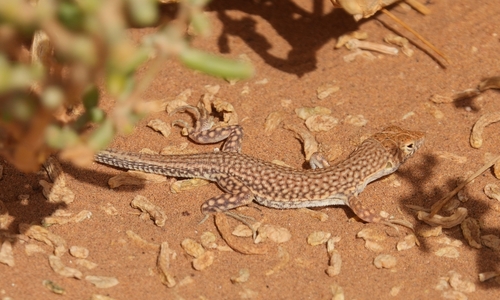 Duméril's Fringe-fingered Lizard