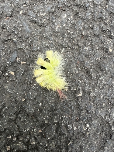 Pale Tussock Moth