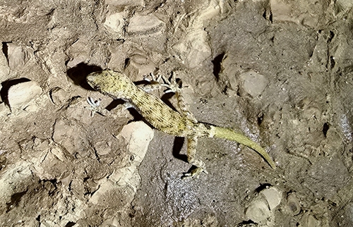 Algerian Sand Gecko