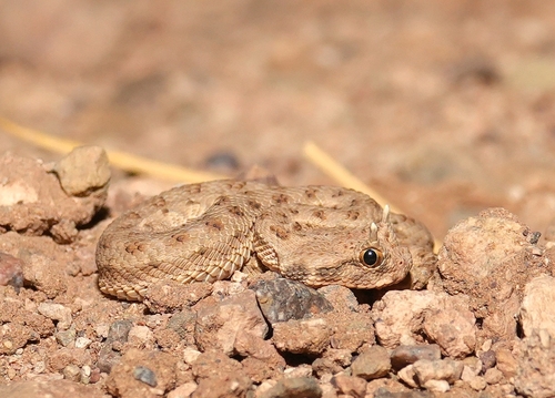 Desert Horned Viper