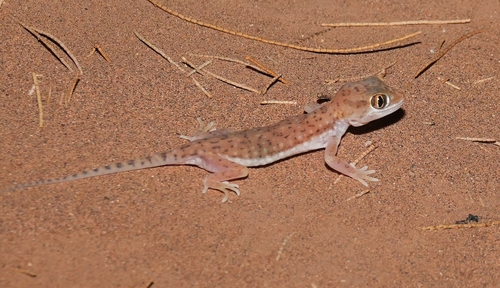 Anderson's Short-fingered Gecko