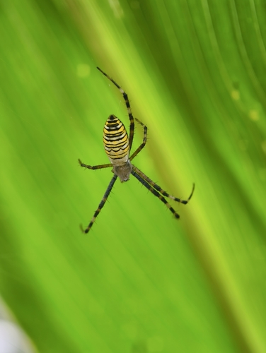 Wasp Spider