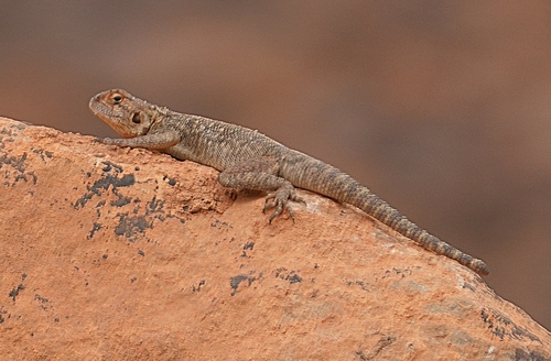 Bibron's Agama