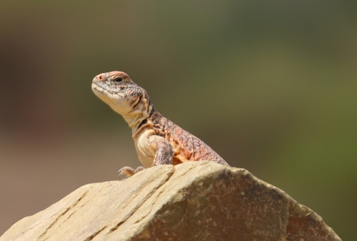 Moroccan Spiny-tailed Lizard