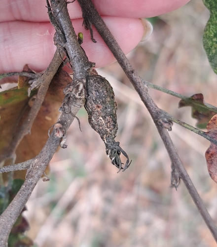 Pseudoneuroterus macropterus