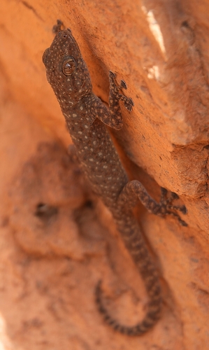 Algerian Fan-fingered Gecko