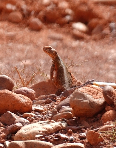 Moroccan Spiny-tailed Lizard
