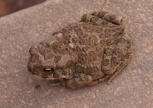 Mauritanian Toad