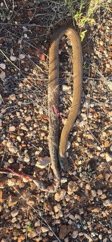 Mulga Snake