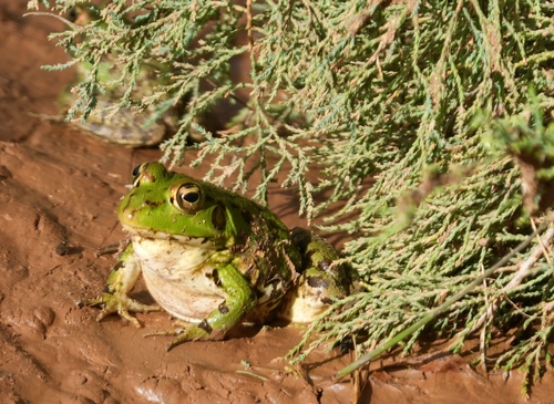 Sahara Frog