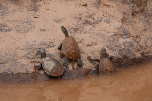 Saharan Pond Turtle