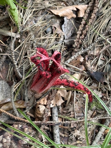 devil's-fingers