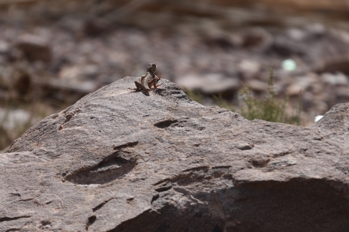 Bibron's Agama