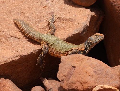 Moroccan Spiny-tailed Lizard