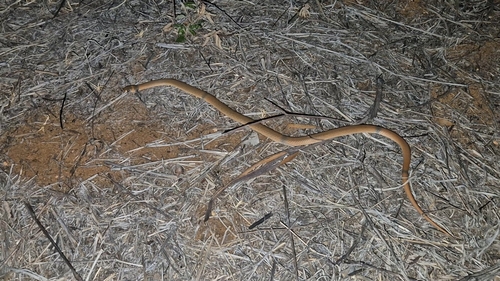 Ringed Brown Snake