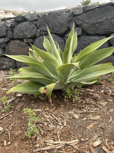 Swan-neck Agave