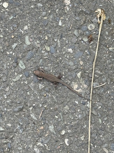 Sand Lizard