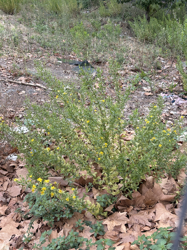 false yellowhead