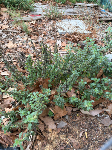 pellitory-of-the-wall