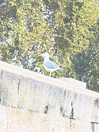 Yellow-legged Gull