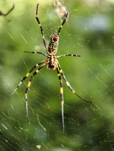 Joro Spider
