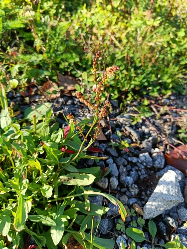 Sheep's sorrel