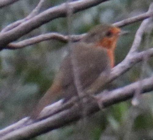 European Robin