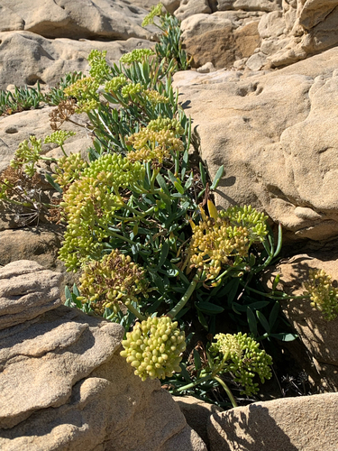 rock samphire