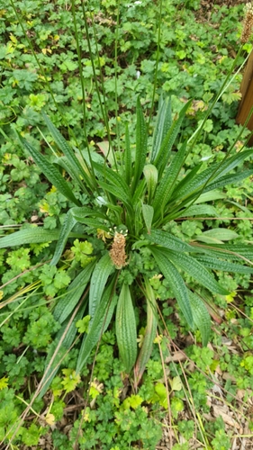 ribwort plantain