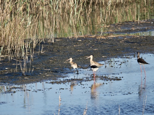 Black-tailed Godwit