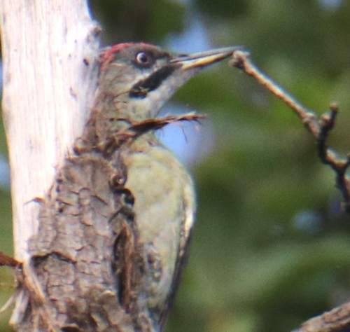 Levaillant's Woodpecker