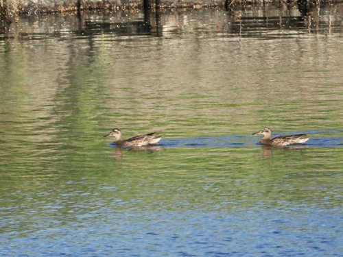 Garganey