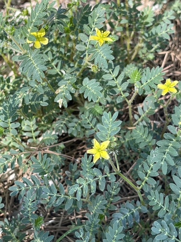 puncture vine