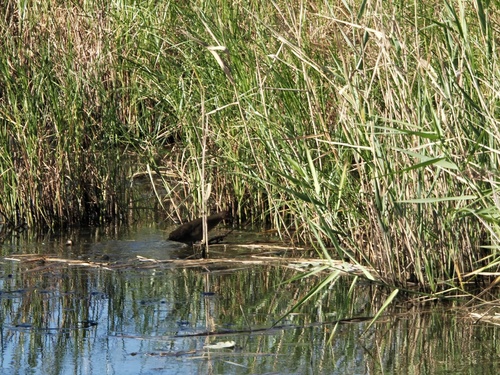 Ruddy-breasted Crake