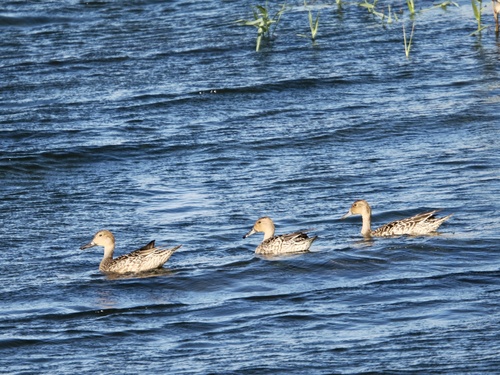 Northern Pintail