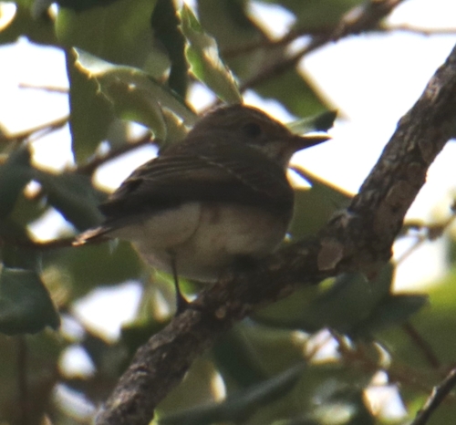 Spotted Flycatcher